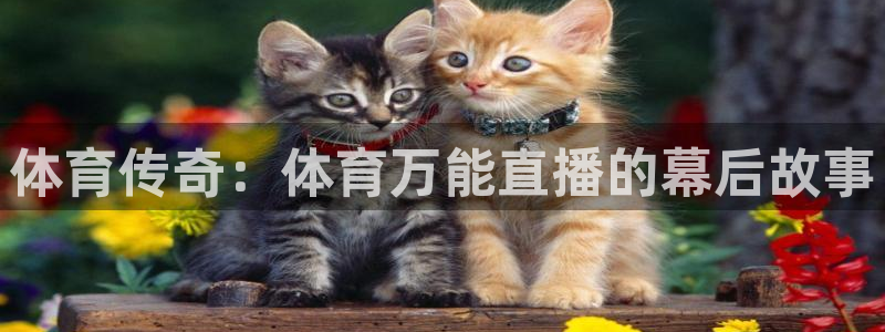 体育传奇：体育万能直播的幕后故事