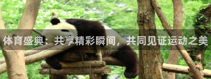 体育盛典：共享精彩瞬间，共同见证运动之美