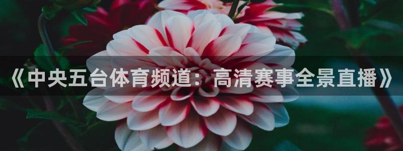 《中央五台体育频道：高清赛事全景直播》