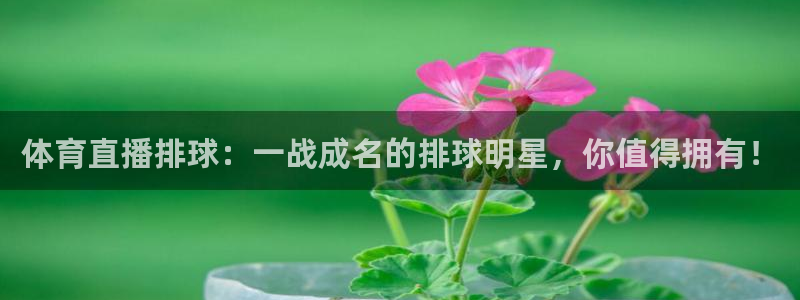体育直播排球：一战成名的排球明星，你值得拥有！
